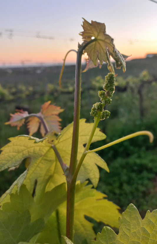 ALGARVE : TERRE D'ART OENOLOGIQUE